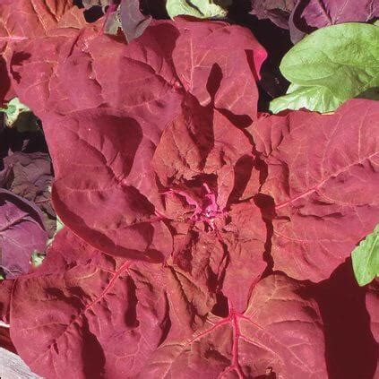 Red Fire Orach Seeds (Aimers International) 2865 | OSC Seeds