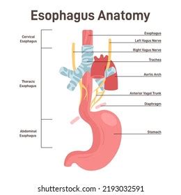 Esophagus Diagram Labeled