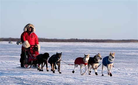 Slideshow: Finish of the 2024 Kuskokwim 300