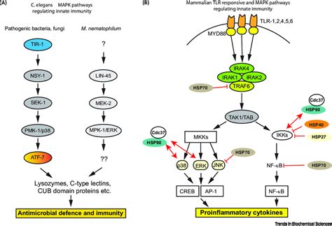 Innate Immune Signalling Pathways In Caenorhabditis Elegans And