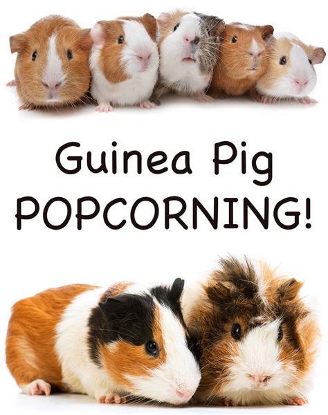 Guinea Pig Popcorning