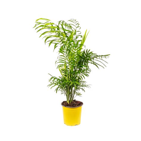 1690 Chamaedorea Areca Vaso 17 H 60 80 Piante Da Interno Garden