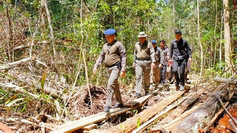 Nasib Hutan Hutan Di Riau Jadi Sasaran Pembalakan Liar Regional