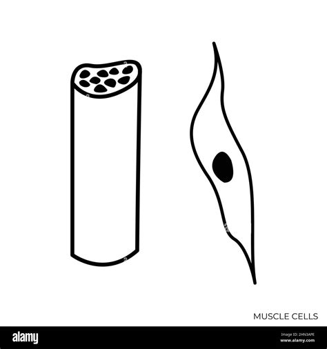 Muscle stem cell Black and White Stock Photos & Images - Alamy