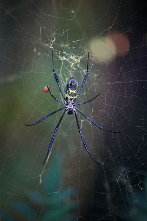 View Of Golden Orb Weaver Spider Free Stock Photo - Public Domain Pictures