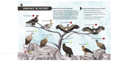 Bring Back The Vulture Poster Launched By WWF India To Safeguard The