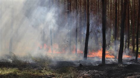 Waldbrände in Brandenburg nehmen zu Boden viel zu trocken B Z Berlin