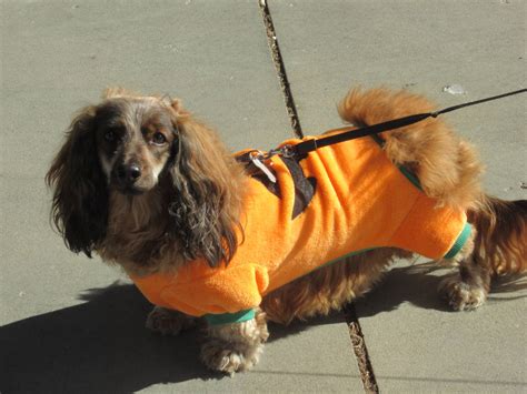 Dachshund Dressed as a Pumpkin by Codetski101 on DeviantArt