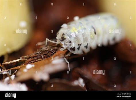 Isopods Woodlouse Pill Bugs Armadillidium Vulgare Magic Potion Stock