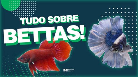 Forma Correta De Cuidar De Um Peixe Betta Dicas Fundamentais Para