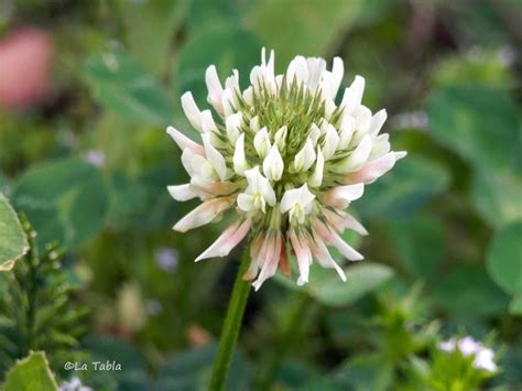 Siempre a tus pies Trifolium repens trébol blanco o trébol rastrero