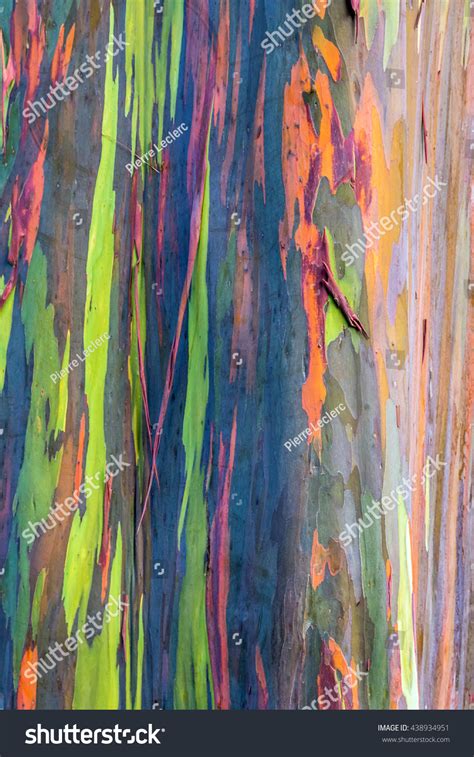 Close Rainbow Tree Bark Stock Photo Edit Now 438934951