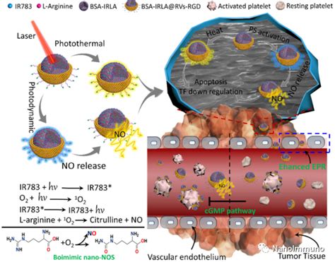 仿生一氧化氮合酶局部释放no抑制肿瘤相关血小板活化破坏肿瘤血管屏障 哔哩哔哩