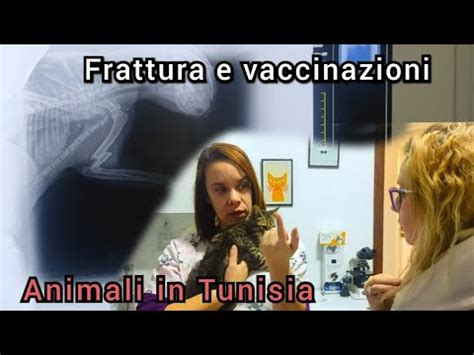 Come Si Curano Cani E Gatti In Tunisia Ciccio Il Vostro Esempio