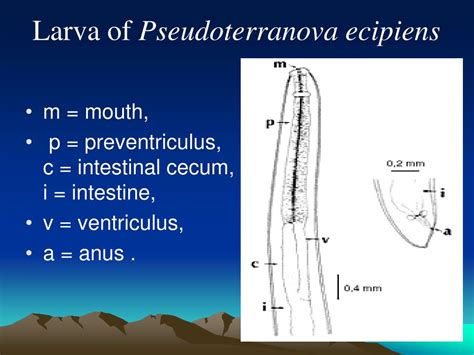 PPT - Anisakiasis PowerPoint Presentation, free download - ID:3015279