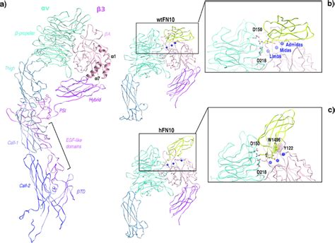 D Structure Of Integrin V And V Fn Complexes A Full Length