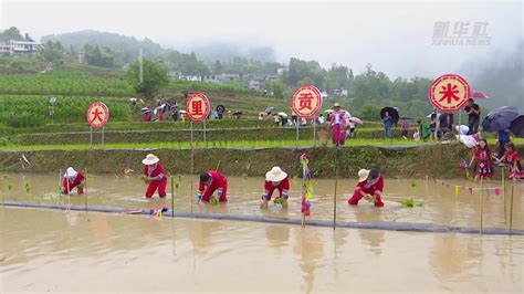 湖北建始：芒种时节农趣足凤凰网视频凤凰网