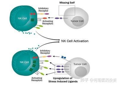 Car Nk Car Nk Adoptive Cell Transfer Therapy