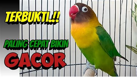 TERBUKTI BELUM ADA SATU MENIT DENGAR LANGSUNG NYAMBAR Suara Burung