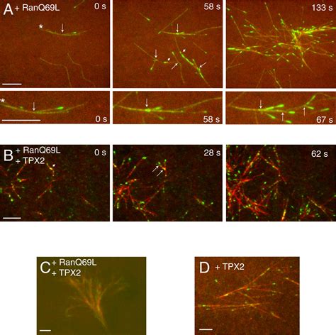 Branching Microtubule Nucleation In Xenopus Egg Extracts Mediated By