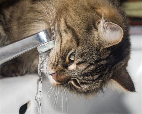 Gato Urinando Sangue Principais Causas E Quando Se Preocupar Sa De