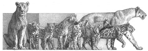 Evolution Of African Carnivore Guildsearly Middle Miocene1st Image Late Miocene Early