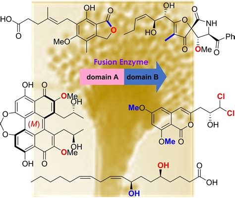 Fusion Enzymes Involved In Biosynthetic Tailoring Reactions In Fungi