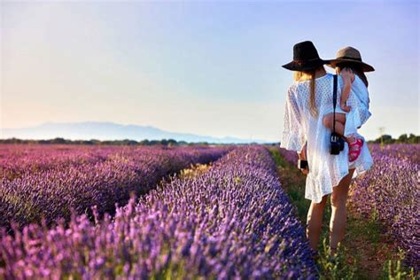 Campos De Lavanda De Brihuega Cu L Es La Mejor Fecha Para Visitarlos