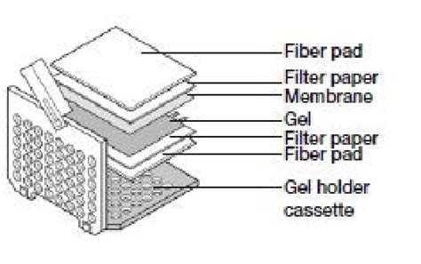 Western Blot Sandwich