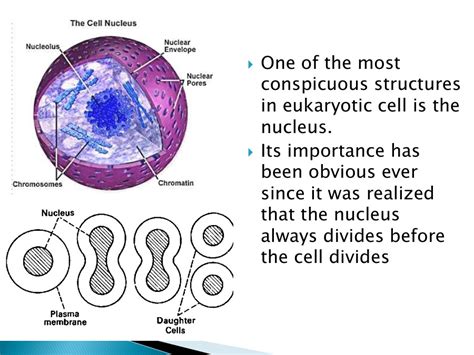note  cell  nuclear division notes myprivatetutor uae