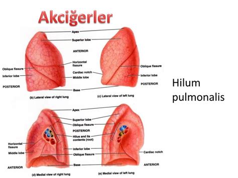 Solunum Sistemi Anatomisi Stanbul Elcerrahisi