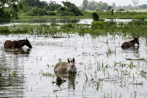 La Mojana La Regi N Donde Colombia Pierde Contra Las Inundaciones