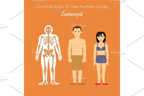 Constitution Of The Human Body Types Pre Designed Illustrator Graphics ~ Creative Market