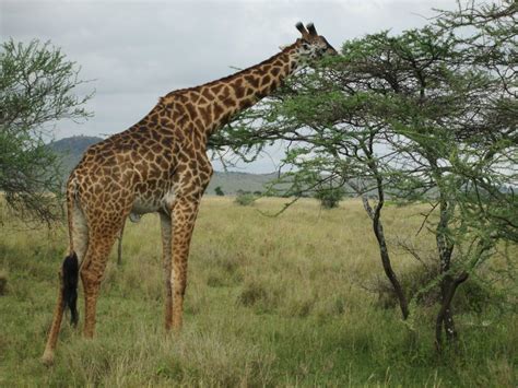 4 DAYS 3NIGHTS SAFARI LAKE MANYARA NATIONAL PARK NGORONGORO CRATER