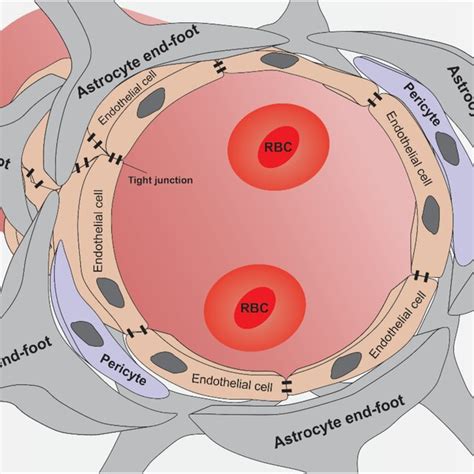 Schematic Representation Of The Bbb Endothelial Cells Are Made Which