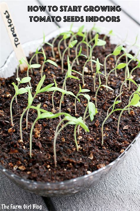 How To Start Planting Tomato Seeds Step By Step Guide Recipe