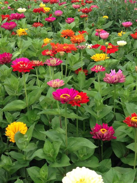 Zinnia Field Flower Garden Zinnias Flowers Photography