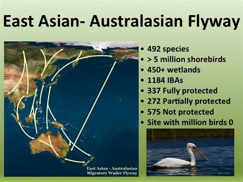 Migratory Species Philippine Clearing House Mechanism