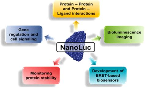 Nanoluc A Small Luciferase Is Brightening Up The Field Of