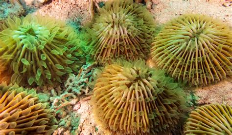 Keeping Plate Corals Coral Care AlgaeBarn