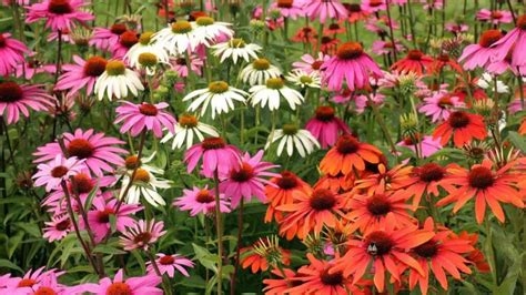 The Best Echinacea Companion Plants For A Lush Garden