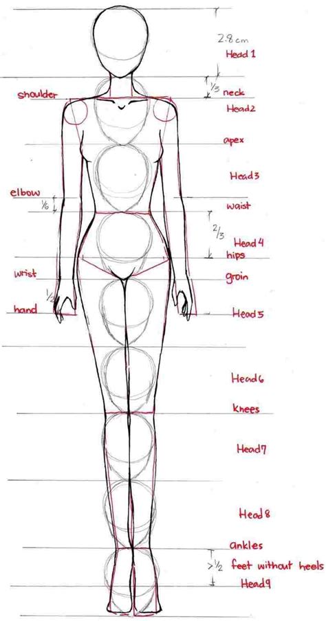 Figure Drawing Proportions Worksheet — db-excel.com