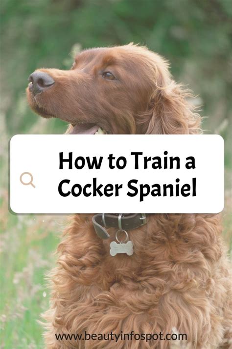 How To Train A Cocker Spaniel English Cocker Spaniel Puppies Cocker