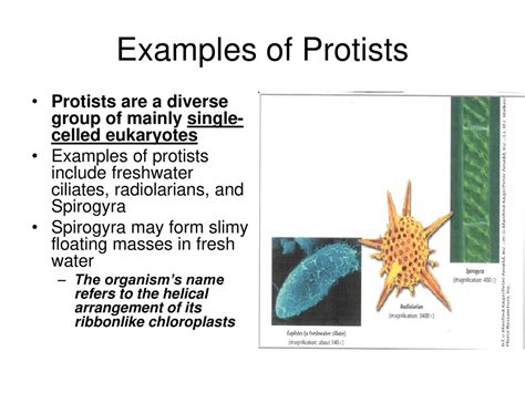 Protists Examples With Names