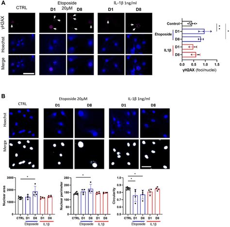 Dna Damage Assessment And Senescence Associated Nuclear Features