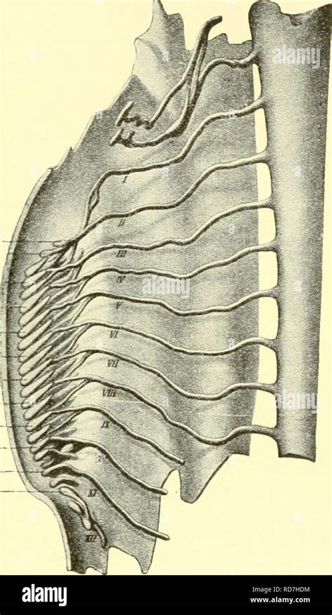 The Elasmobranch Fishes Chondrichthyes Thp Elasmobranch Fishes 109