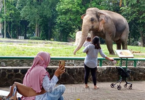 Suasana Pengunjung Taman Margasatwa Ragunan Hari Pertama Dibuka Foto 2