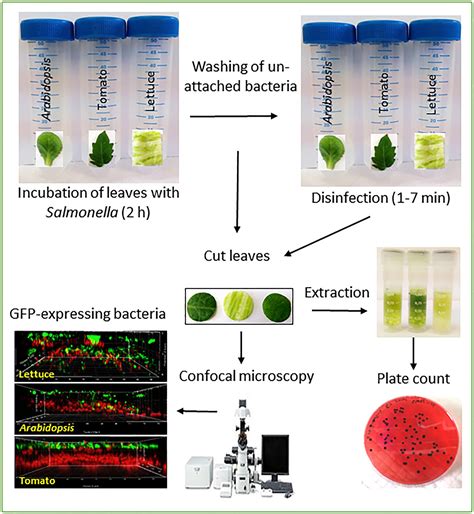 Salmonella Bacteria Life Cycle