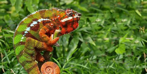 Panther Chameleon Care Guide Galápagos Reptile Gear