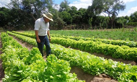 Promueven Las Buenas Prácticas Agrícolas Guananoticias